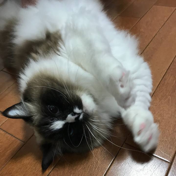 9f106185 e961 41bf b8f6 4503bb883d26 1517232441028