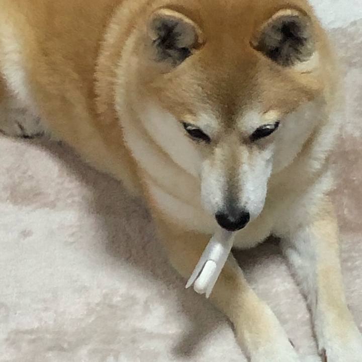 9f12b50f 220a 4bd7 a1ed 4fa9f82ef905 1587729163957