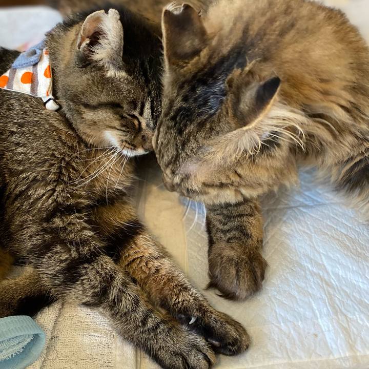 9f134500 54cc 45ae a1ff f25bc28a965e 1691660685355