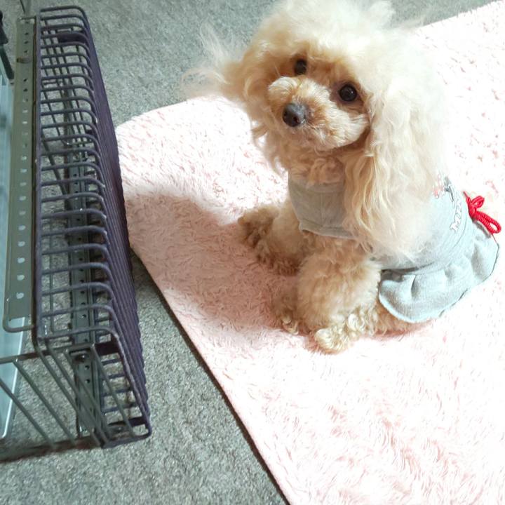 9f13cd1a c5a6 4042 baf9 c430e94a70f7 1575118148943