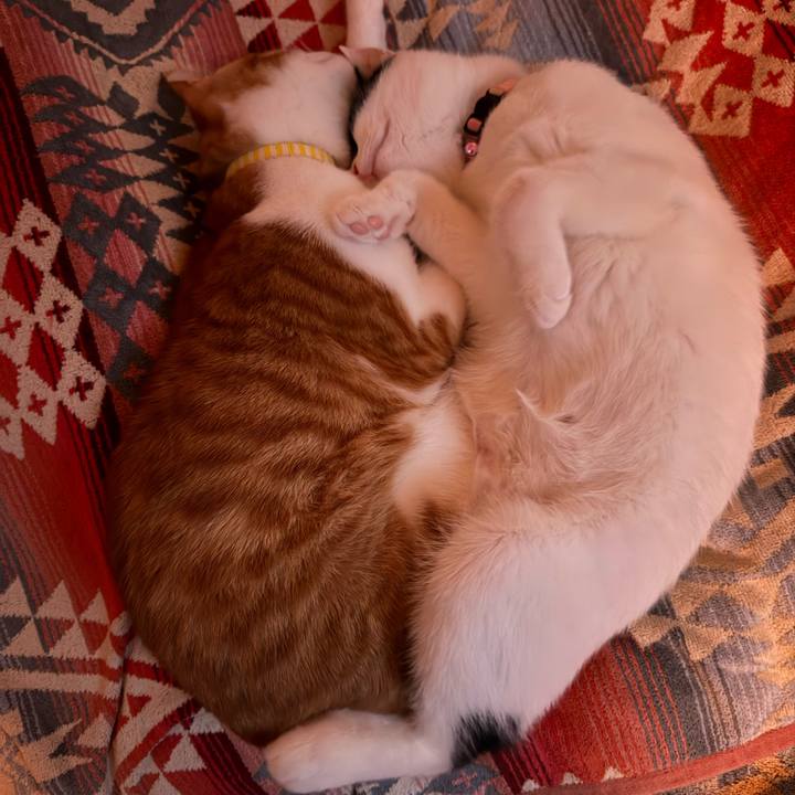 9f1405e6 cea3 4546 9108 48b2efe6af11 1763905060523