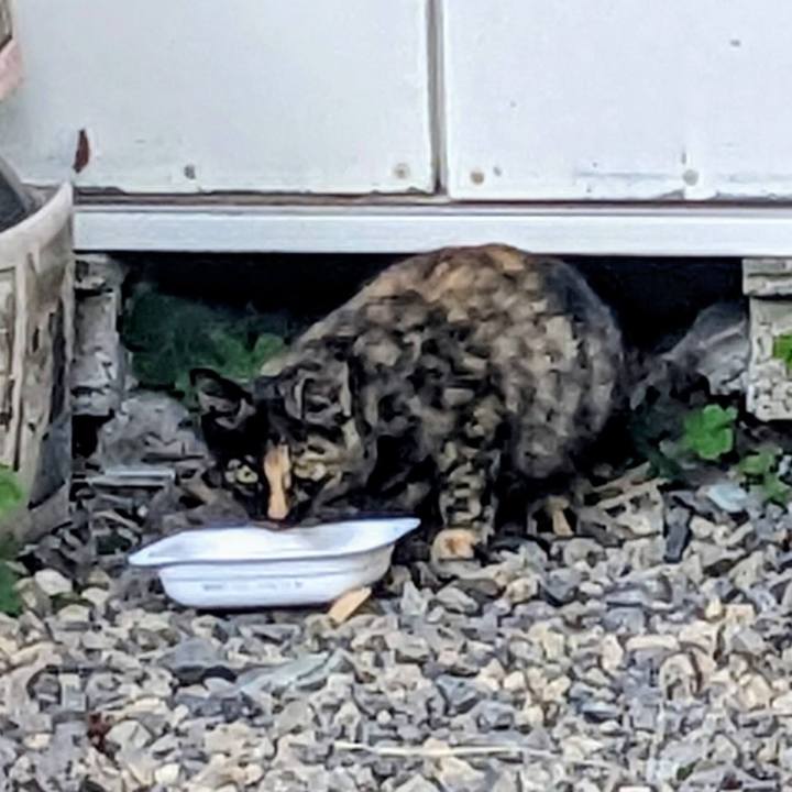 9f160c2e f90a 4f4d 8c2c c81929e55303 1761829775593