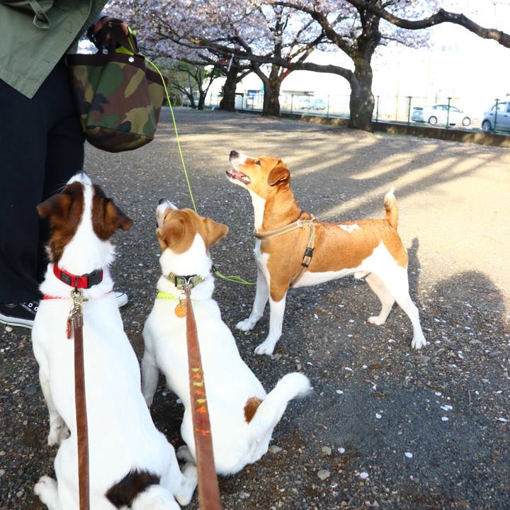 9f1761df 3013 4733 bc10 578894b9fe69 1554806483126