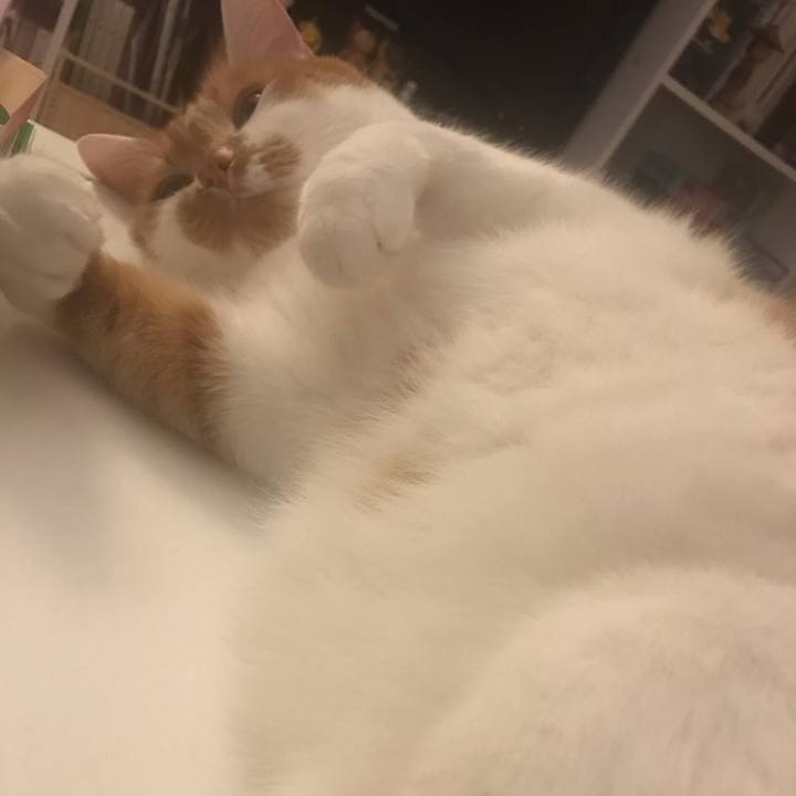 9f19a85c cc9f 4713 b807 d5d7b73c4c76 1576158015446