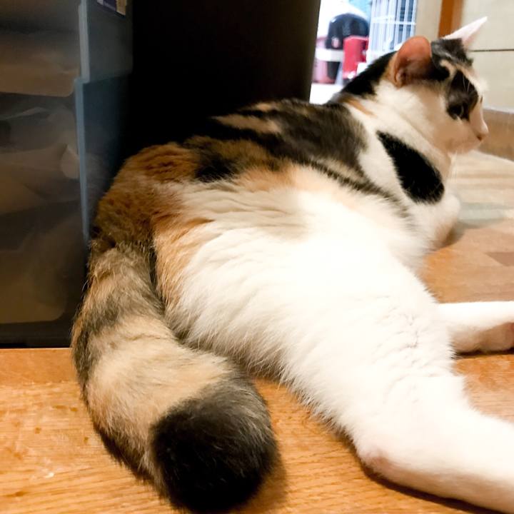 9f1a1291 1f42 4616 9a96 e2584e9ecaf1 1533564876509