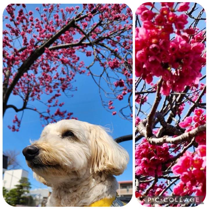 9f1b98c4 fe12 4d33 a16a b4572c095c5b 1773029800652