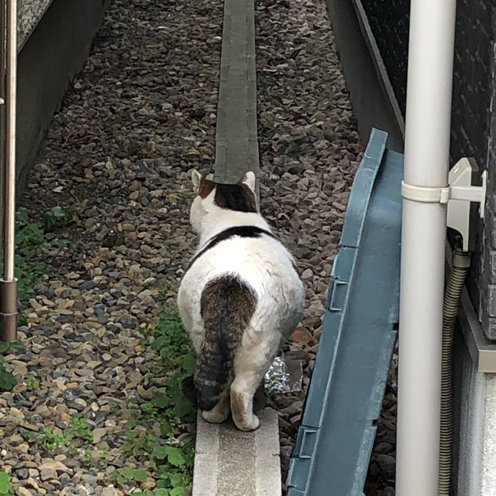 9f1c0480 d7e4 4bad a36b 4f01a2b24306 1543829500852