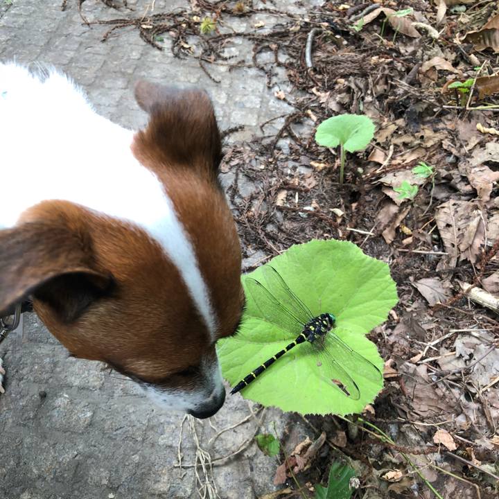 9f1eeb81 0b96 43f4 a9c6 8924b9247087 1596783123060