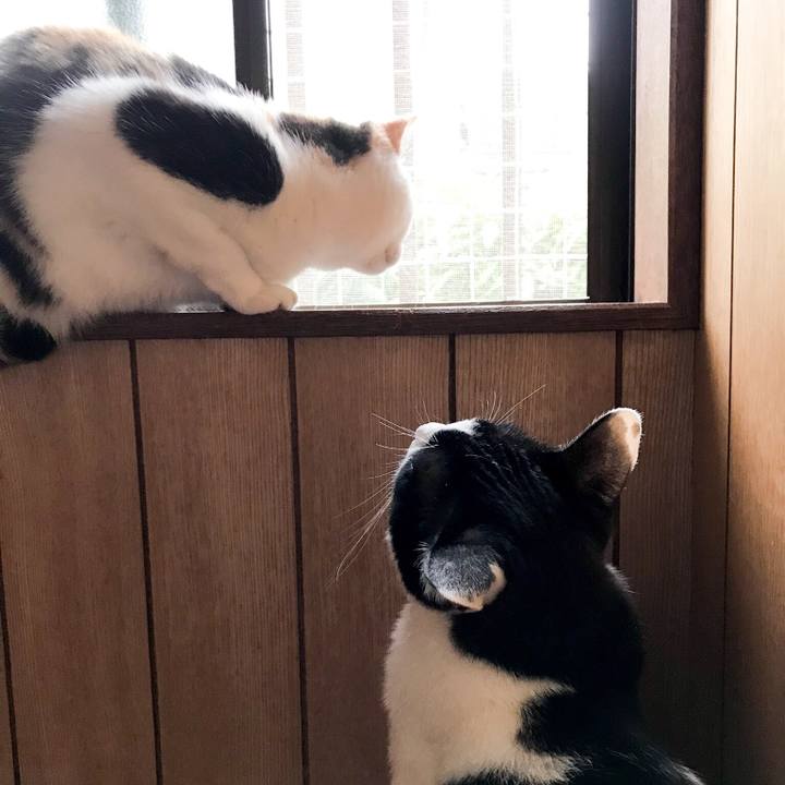 9f21932d 2c8e 4d46 abda c049480560c1 1530196603984