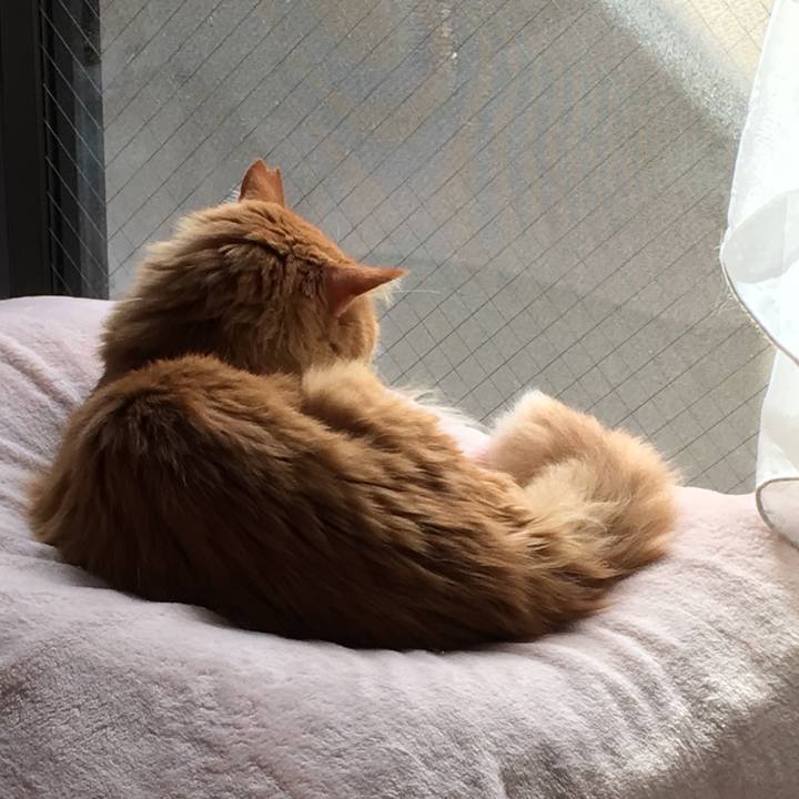 9f24072a e079 45b1 a4bc d21c03b1e065 1509527981803