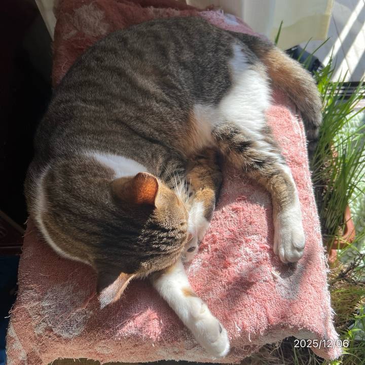 9f261f66 4100 4e4c bcc9 fe42eb14b051 1764986526369