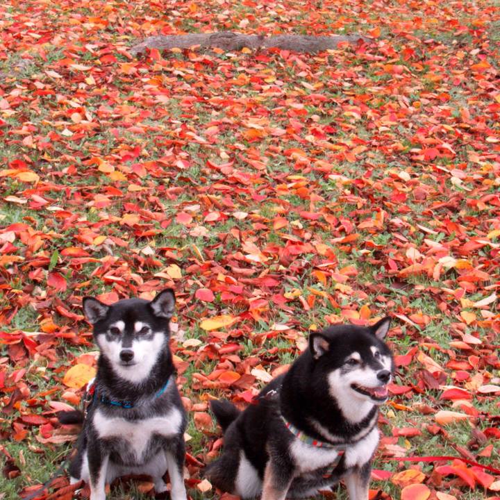 9f2636aa f68b 4a78 a13b cb318c48352e 1572411059149