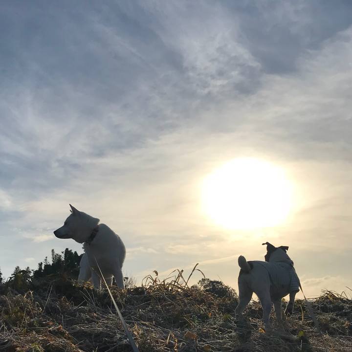 9f28a087 e27b 4e7f b4d1 00aec13d8e59 1515285867795