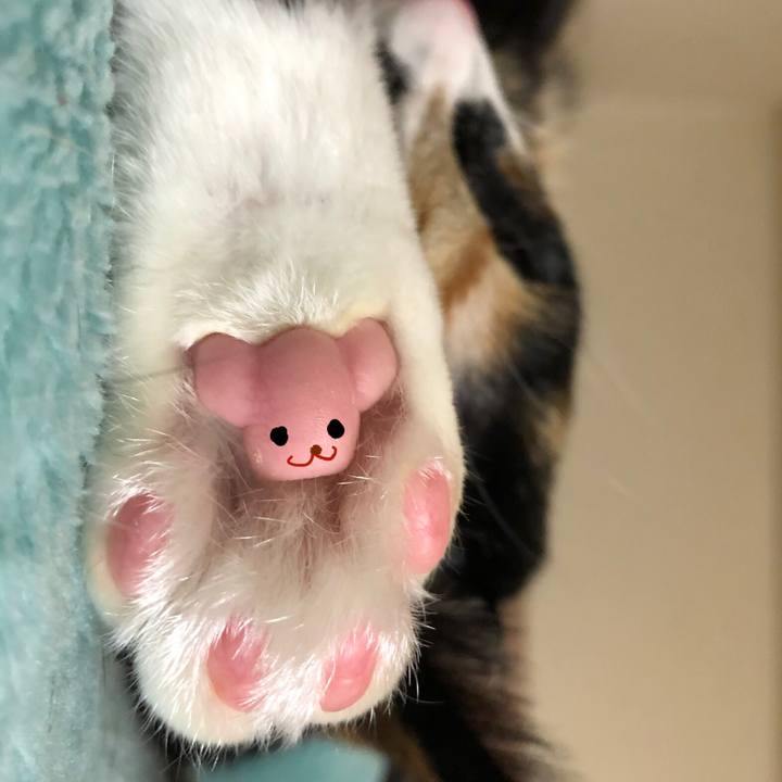 9f28e2c2 eb5d 4911 b0d8 14aeedfdce71 1605792982695