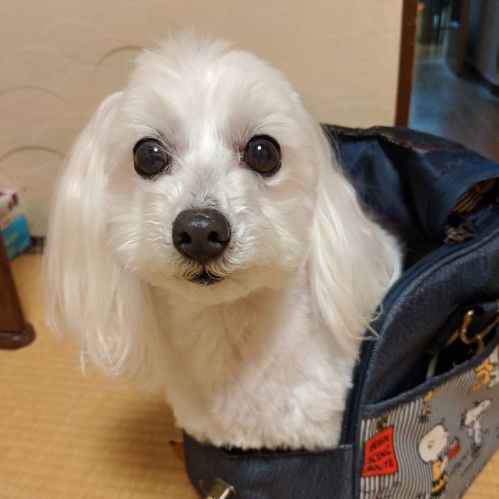 9f2bf365 f6d5 475f baee 8175992191ae 1551611358610