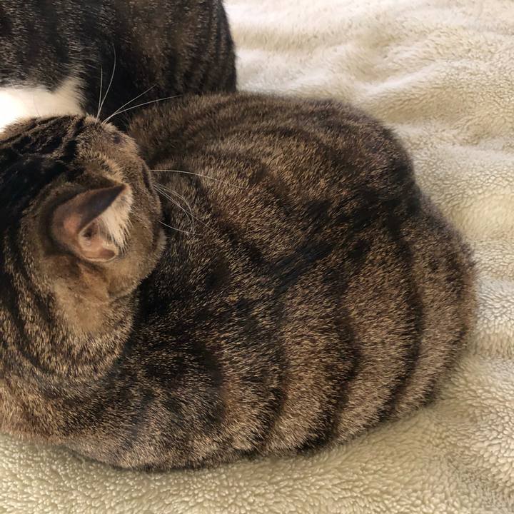 9f2f6965 4850 4487 98a0 d9e8527214f9 1541050872664