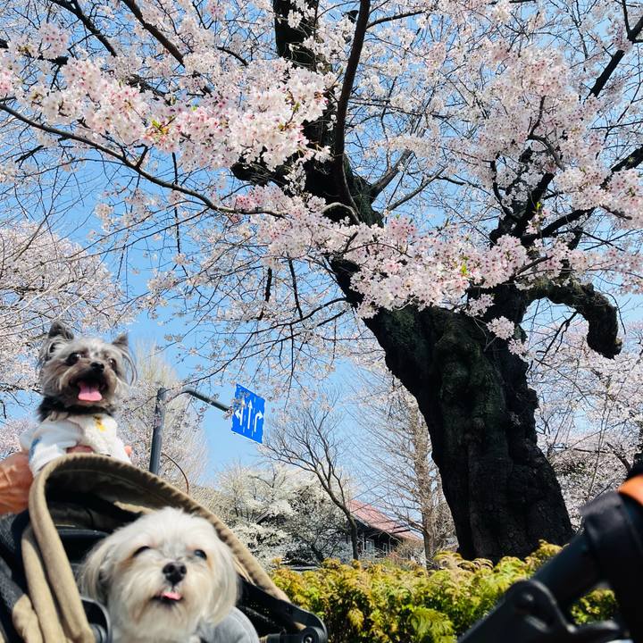 9f32b685 9475 428b 931f bbb5d4850fcd 1774765058587