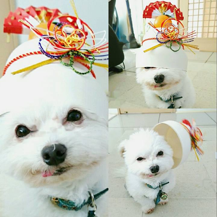 9f3745a6 e7bd 4fb0 8cc2 239ebc518e18 1514977110109