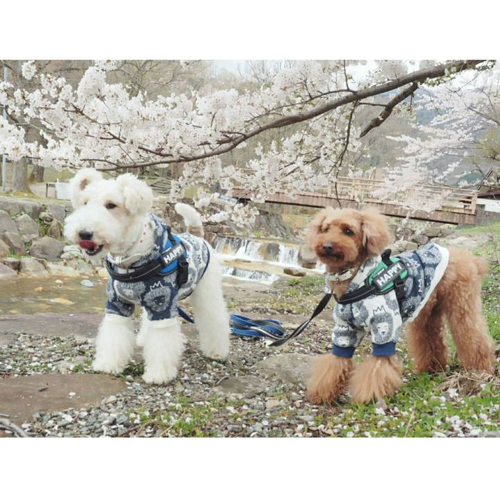 9f375611 a894 4be3 b4f2 f62471703847 1523400557116