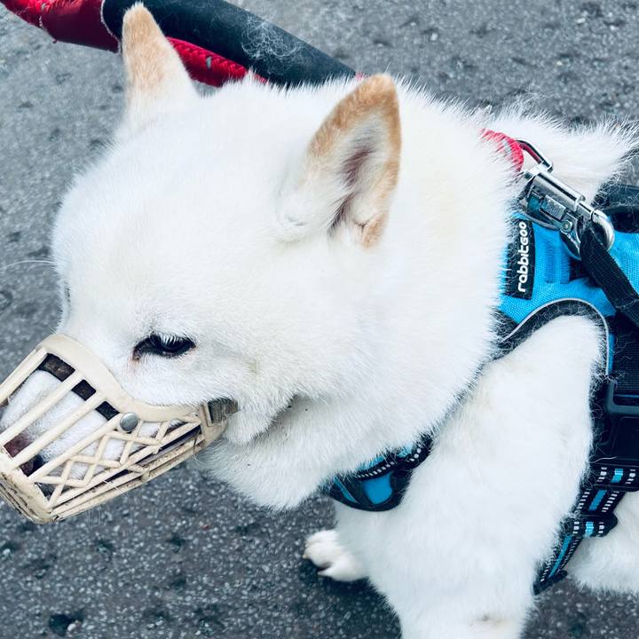 9f3774fa b6b5 407d bde4 598d817be17a 1747518304696