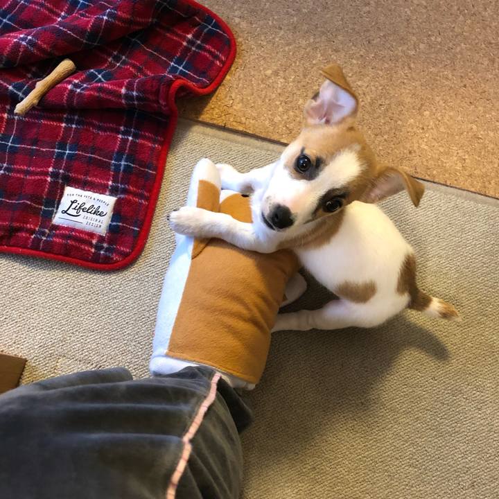 9f3a83c7 e66d 4534 904b 14132b842a1f 1545353150779