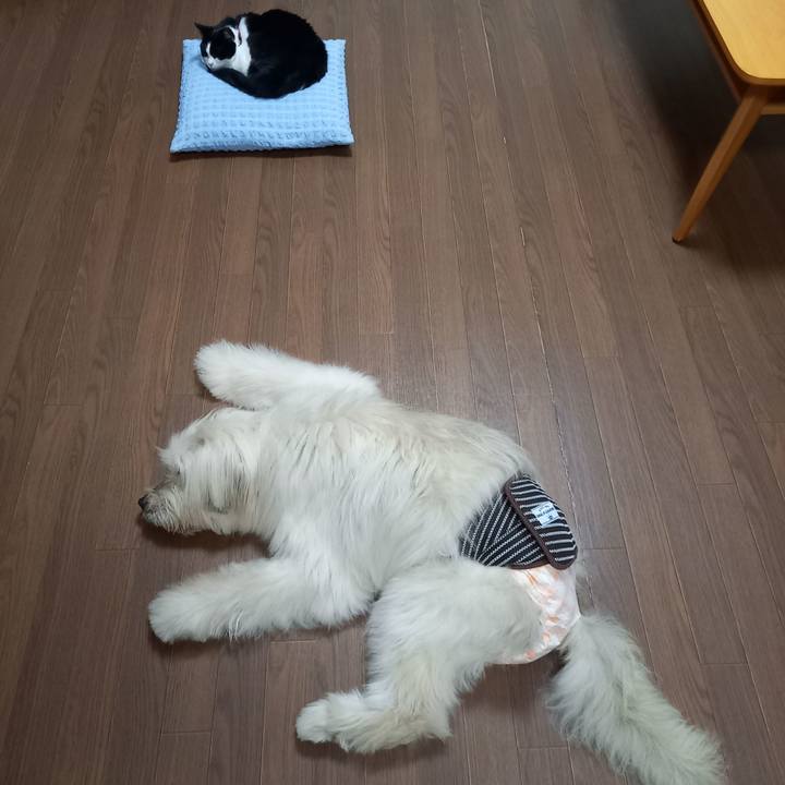 9f3b9b4a f019 4e44 b292 984db936775c 1623061647643