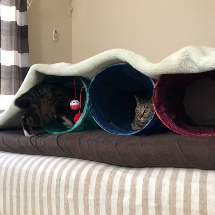 9f3c0329 c955 48bc ba73 31ce6cf63a98 1558528673497