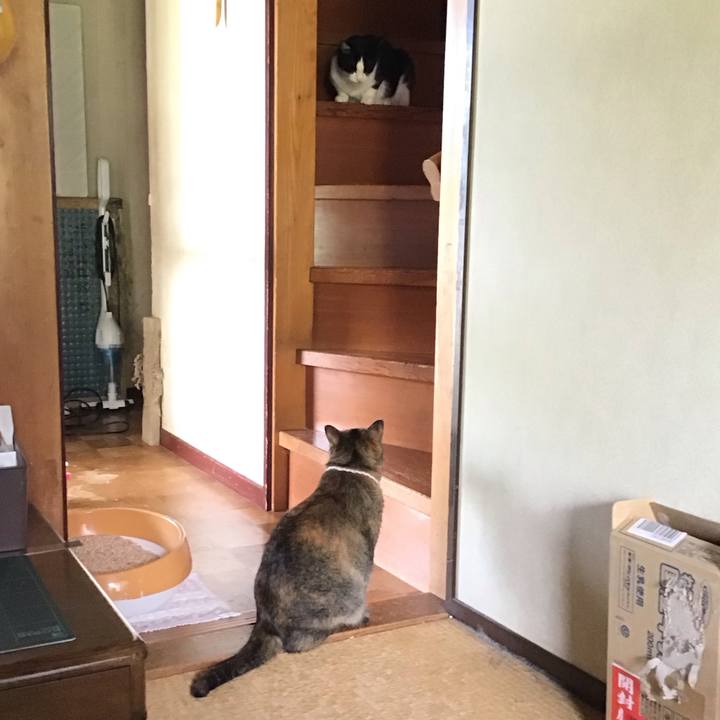 9f4146e3 708e 472d 8116 1f3ca2dc3a8a 1718085590975