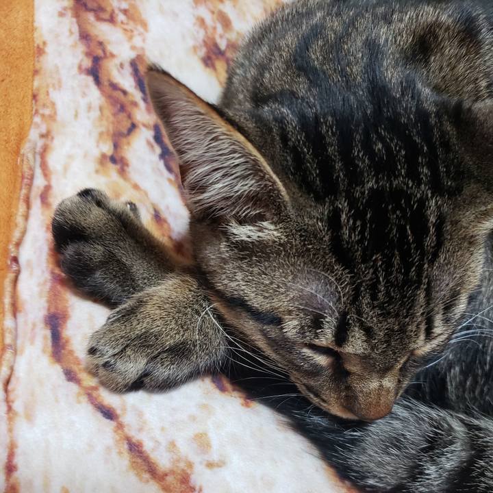 9f465df0 ae7f 45a3 aa82 e7e562fec1d4 1543382559232