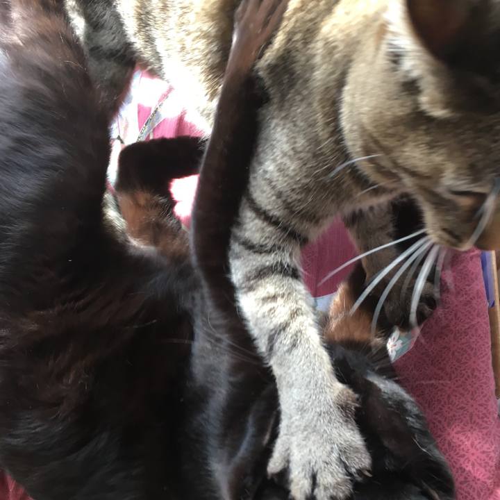 9f4bbf8c 783a 4d26 a3af b5e16492d6e5 1511662206493