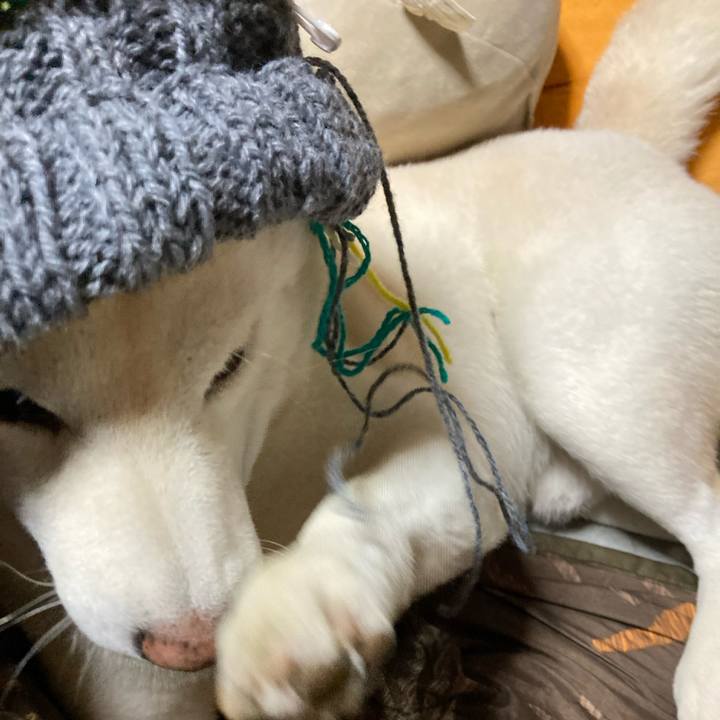 9f55a722 5f44 4385 8754 d0f0f396ff68 1637493342795