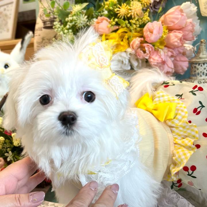 9f570e90 85a4 4190 84e3 d8fb65979023 1709421768188