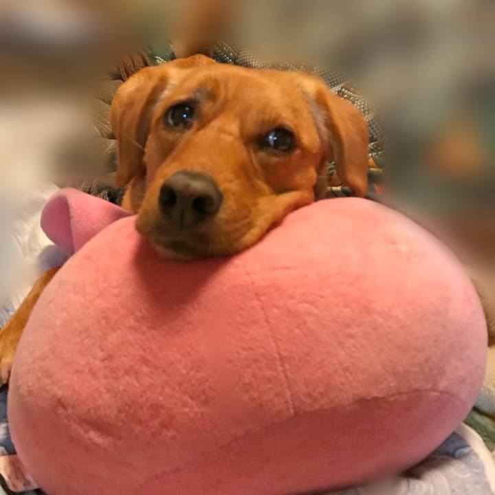 9f594948 6a68 432d 96b8 4ca1d67eb726 1526124903296