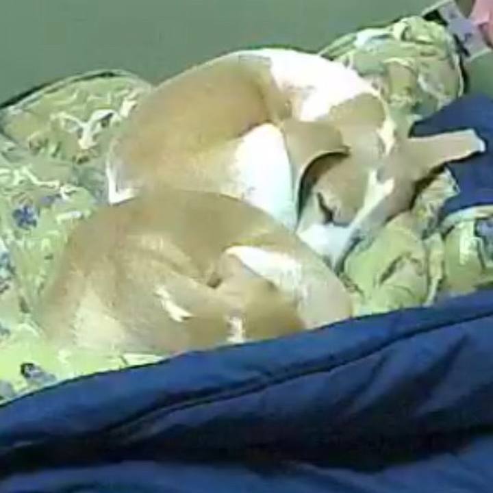 9f5a6c93 cfa2 43ae 81fd 8f50633237f4 1513909163801