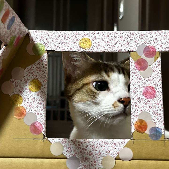 9f5a909d ebcc 4690 98df 7fb32e48966c 1762762999296