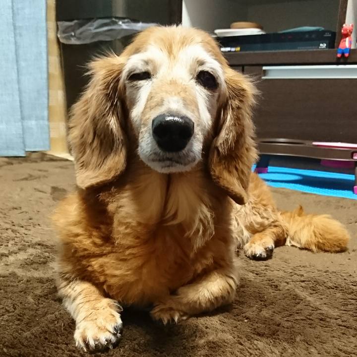 9f5b2f7b 35c4 41a4 913e d1e165160339 1511746920876