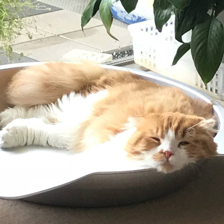 9f5b51f0 9520 4f3c 8675 092103ad9b87 1533269015326