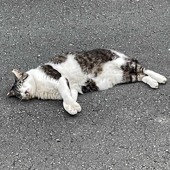 9f5c875d 4e7f 48ca 8a5d 9532617a7f39 1625656407157