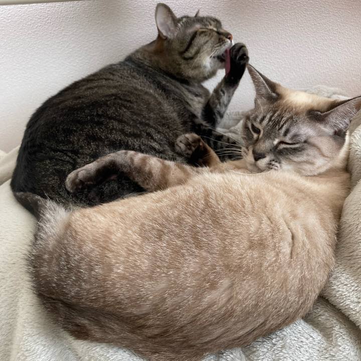 9f5c9a5c 3704 4275 a229 aca4662eb937 1770867278559