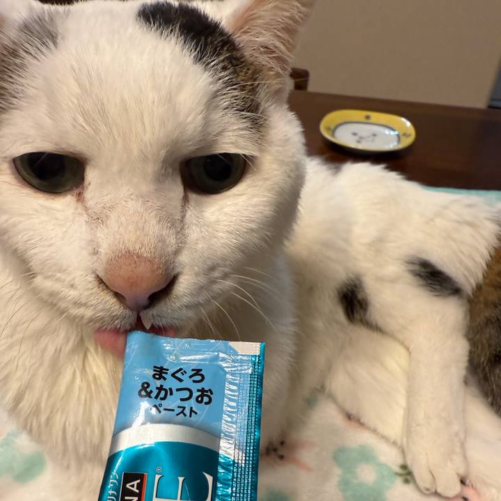 9f5cbce9 6767 4736 bdbe afc040b56620 1762687062528