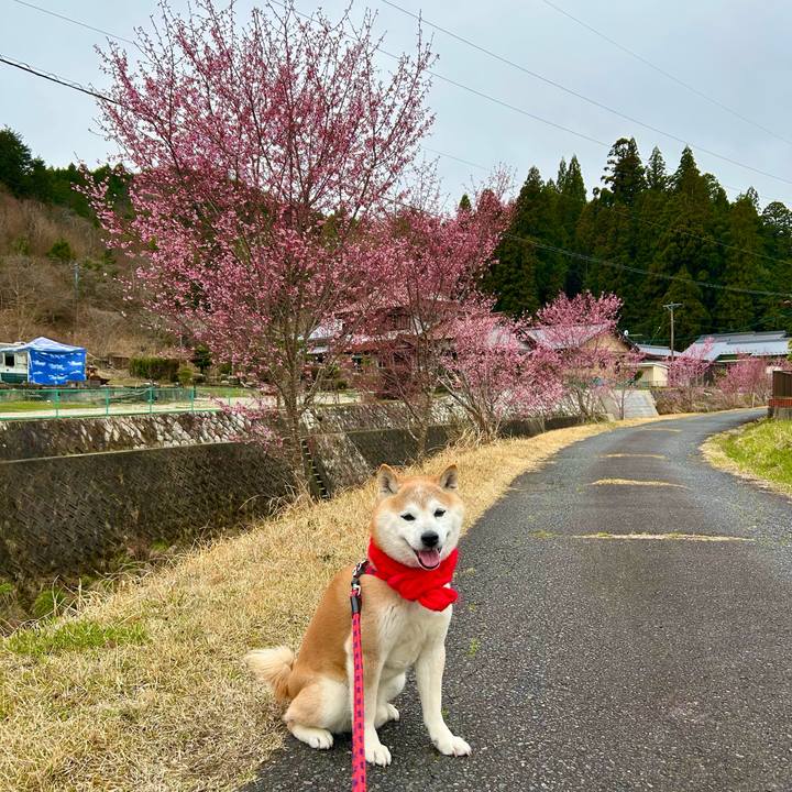 9f65ba4c c61b 418e 83ca 5746cbc23703 1743583192144