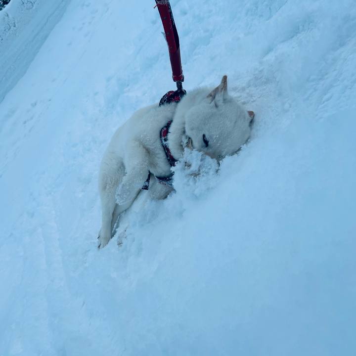 9f66427a 6b2a 4f12 941d 80e138aeaa4d 1707001247901