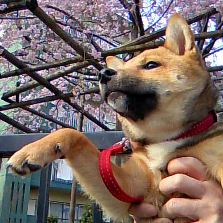 9f694d07 407f 43db af14 e8a0cbe0db68 1522046384613