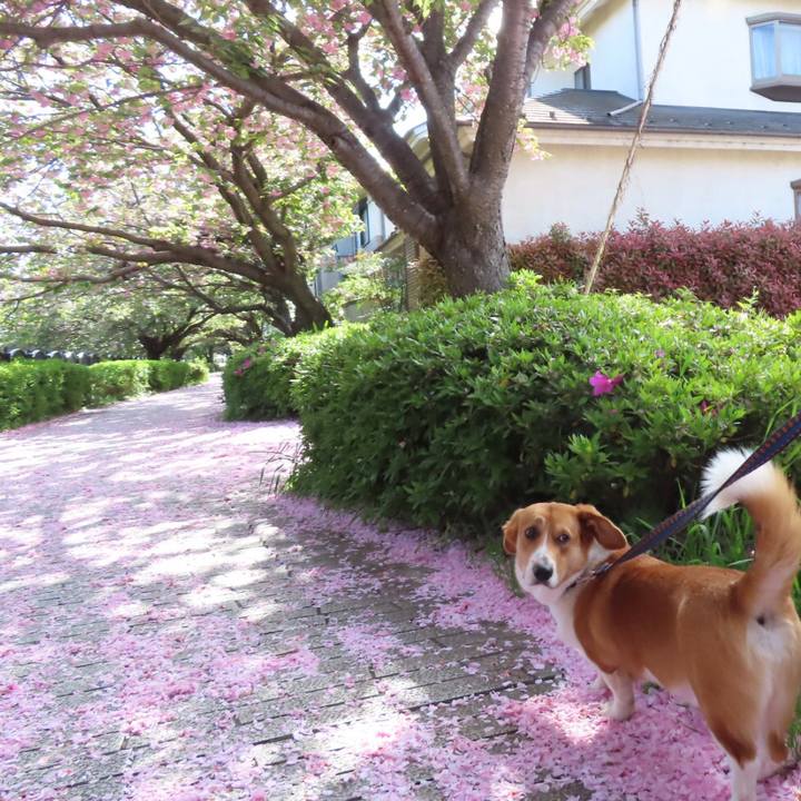 9f69b213 f0f7 47ae a8d1 3306b74efd73 1618448388470