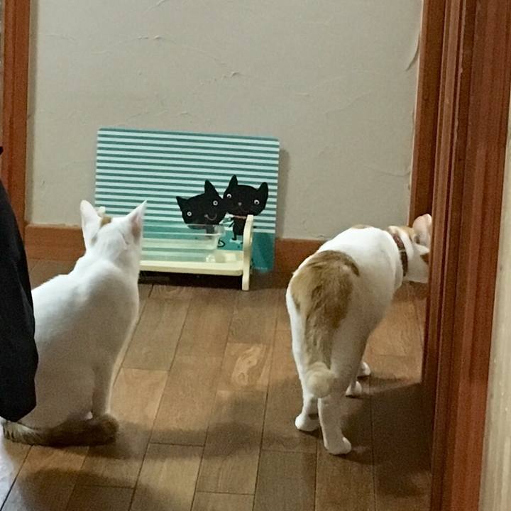 9f6ab202 0551 47f7 bc91 a7b448930ad3 1511328827710