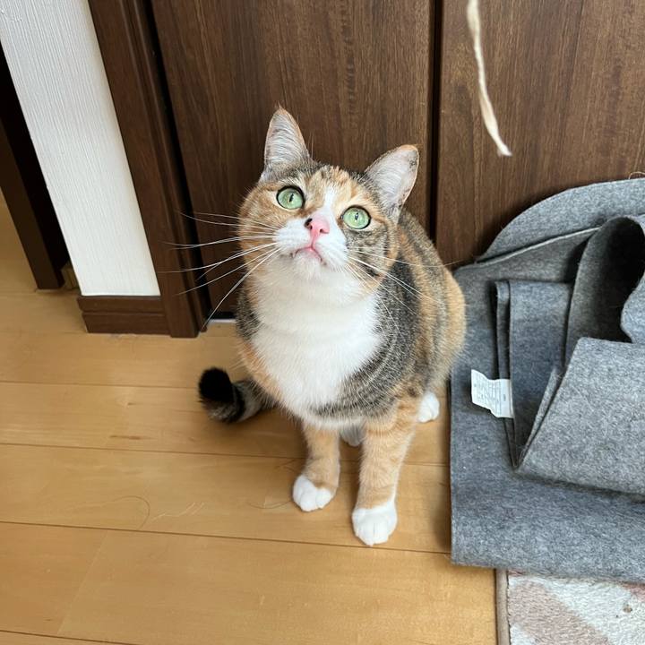 9f6ab388 0738 4cfe 85ae b4ea1dccbb09 1732236465663