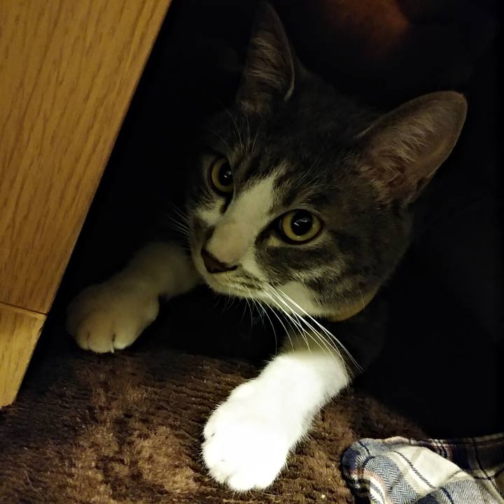 9f7290d0 b1c5 4038 9143 596f0f026a58 1584633816156