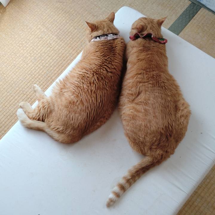 9f734f99 bc26 4108 a1da 7f31f2c6f50a 1659847512318