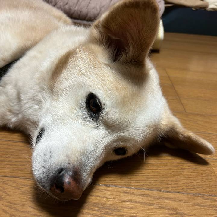 9f7379c2 6594 4977 8eb6 89e6e7757a59 1717856166536