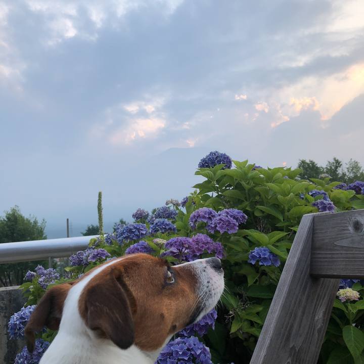 9f74c1e8 d3b1 4052 81e7 1b4dd5d108b0 1532078461202